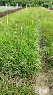 高度20厘米春羽