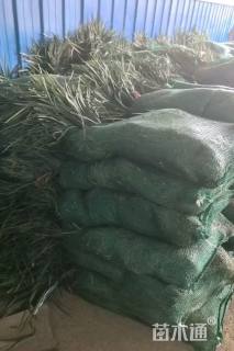 高度15厘米阔叶麦冬