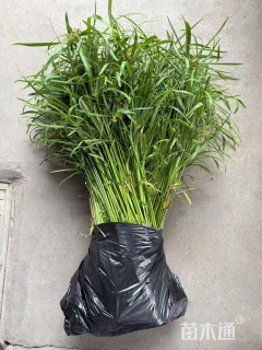 高度50厘米风车草