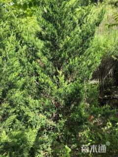 高度200厘米塔柏