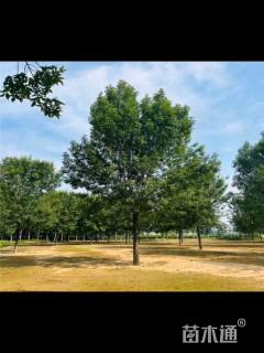 18公分秋紫白蜡