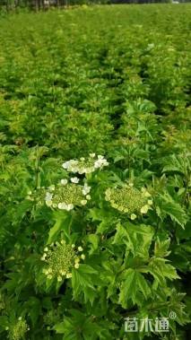 高度80厘米天目琼花