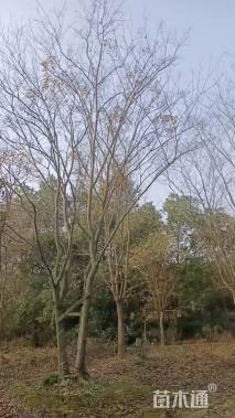 80公分丛生朴树