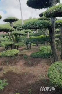 20公分造型对节白蜡