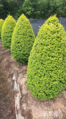 10公分造型亮晶女贞