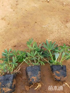 高度30厘米羽扇豆