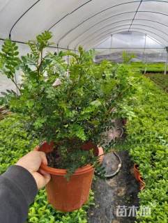 高度30厘米胡椒木小红盆