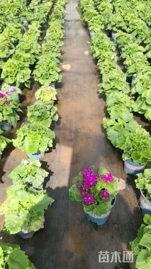 高度20厘米瓜叶菊