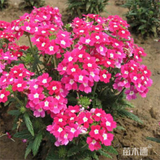 高度15厘米美女樱