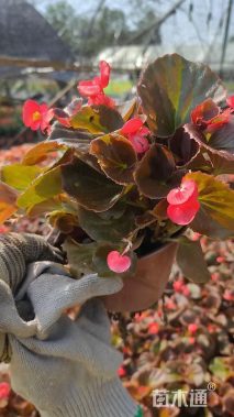 高度20厘米四季海棠