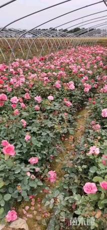 高度40厘米红帽月季