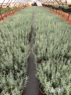 高度20厘米柳叶星河