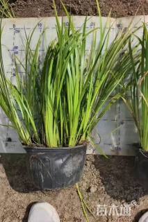 高度45厘米金叶石菖蒲