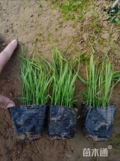 高度30厘米紫穗狼尾草