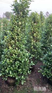 高度80厘米火山榕