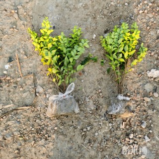 高度50厘米金叶女贞小苗