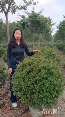 冠幅90厘米红叶石楠球