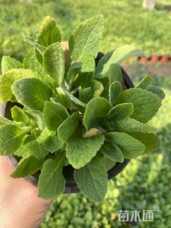 高度15厘米毛地黄