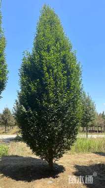 8公分欧洲鹅耳枥