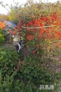 冠幅180厘米火棘球