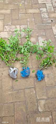 高度50厘米木绣球