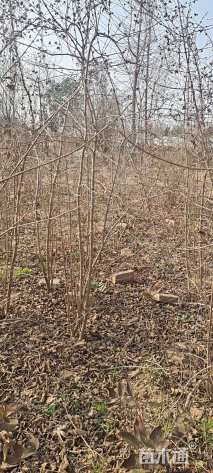 高度150厘米木绣球