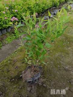 高度50厘米绣线菊