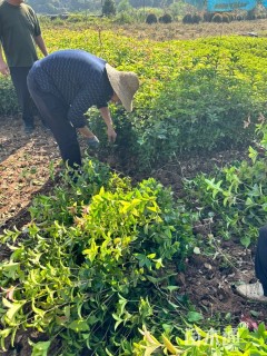 高度60厘米四季桂小苗