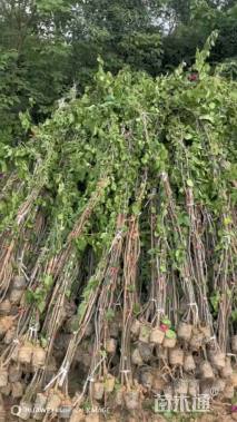 高度300厘米三角梅藤条