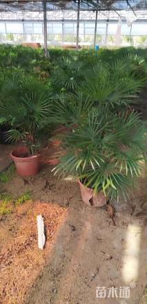 裸干高100厘米金山棕
