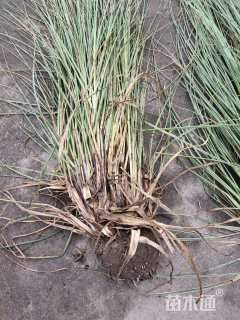 高度60厘米花叶蒲苇