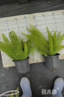 高度30厘米狐尾天门冬