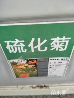 硫化菊种子