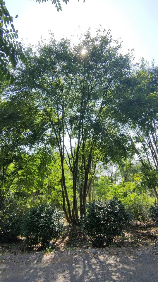 高度750厘米丛生三角枫