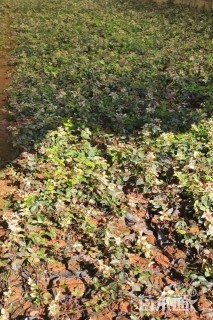 15厘米花叶络石