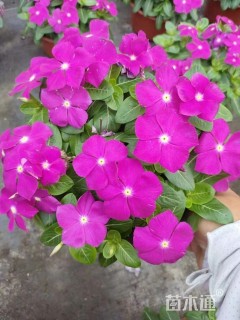 高度30厘米长春花