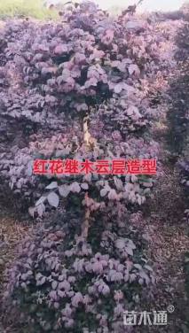 4公分造型红花继木桩