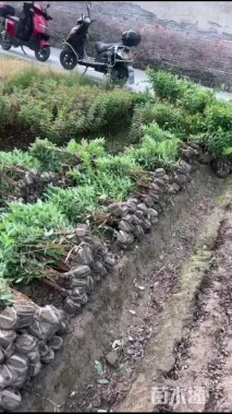 高度40厘米金丝桃