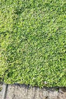 高度5厘米姬岩垂草