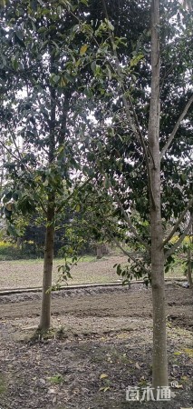 12公分乐昌含笑