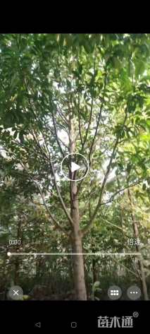 16公分乐昌含笑