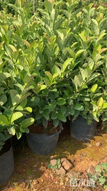 高度40厘米荚迷