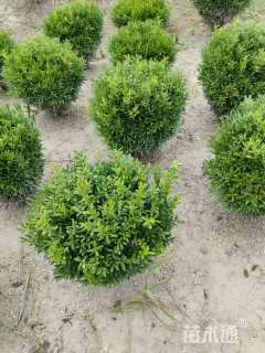 冠幅50厘米雀舌黄杨球