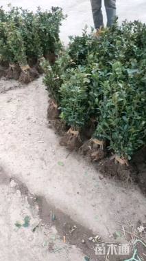 高度50厘米大叶黄杨