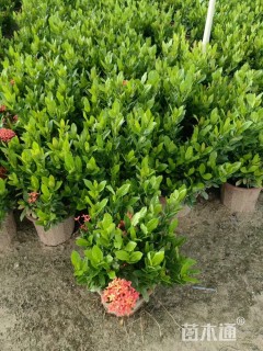 高度30厘米小叶龙船花