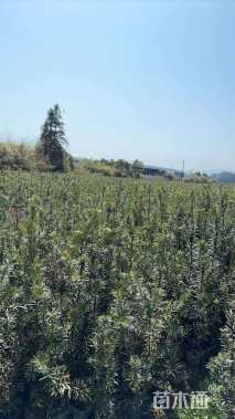 高度60厘米罗汉松小苗