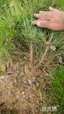 高度200厘米侧柏小苗