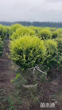 冠幅130厘米金叶女贞球