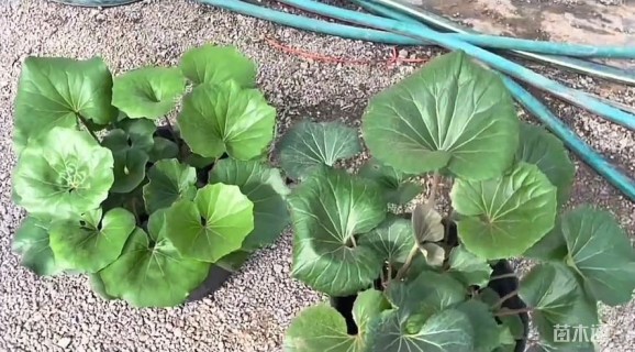 高度15厘米大吴风草