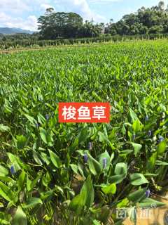 高度30厘米梭鱼草